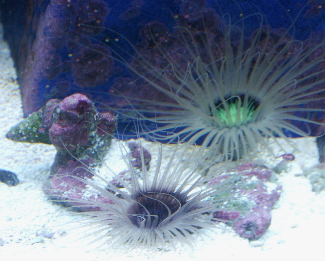tube anemone corner med