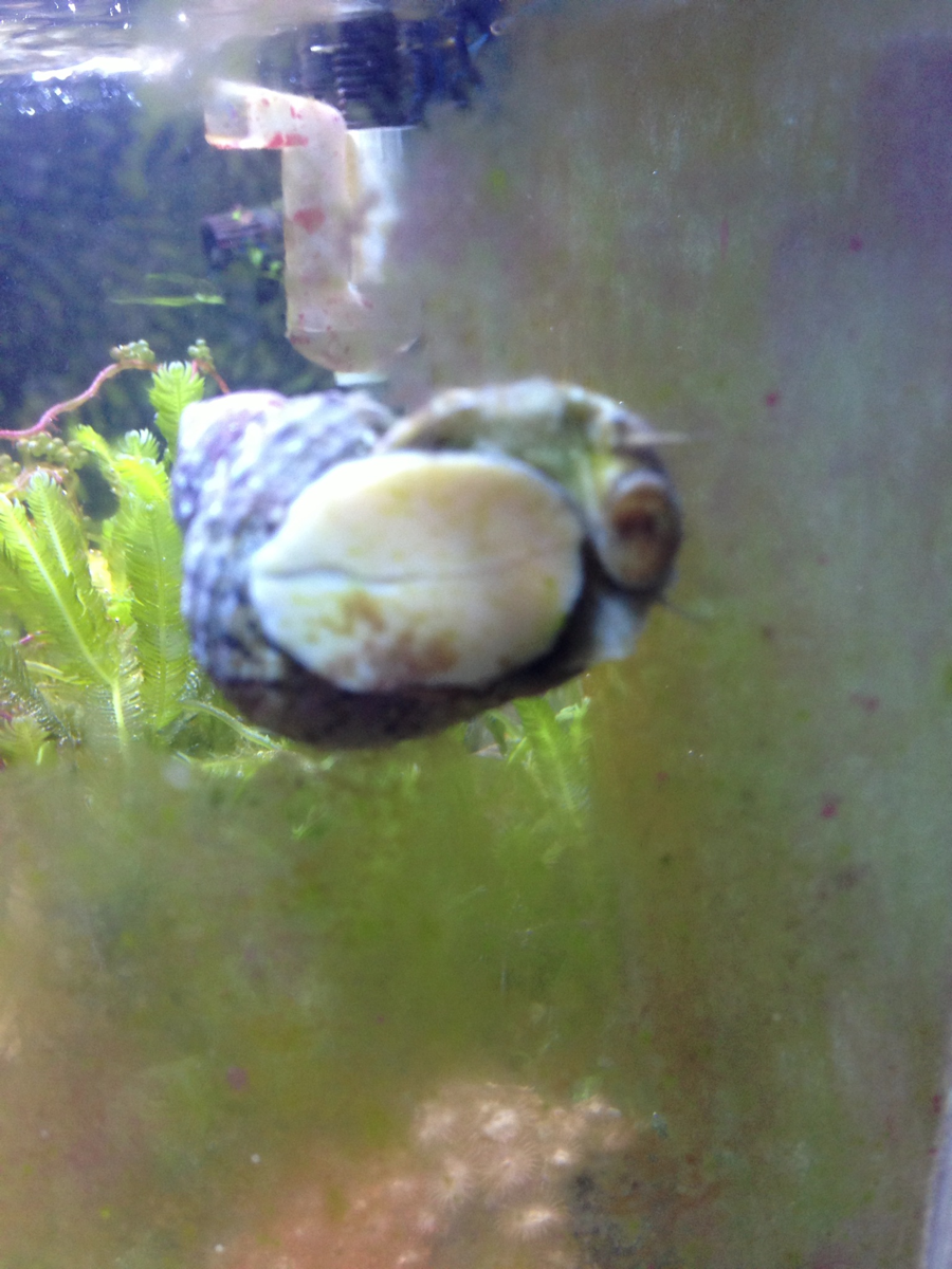 Turbo snail