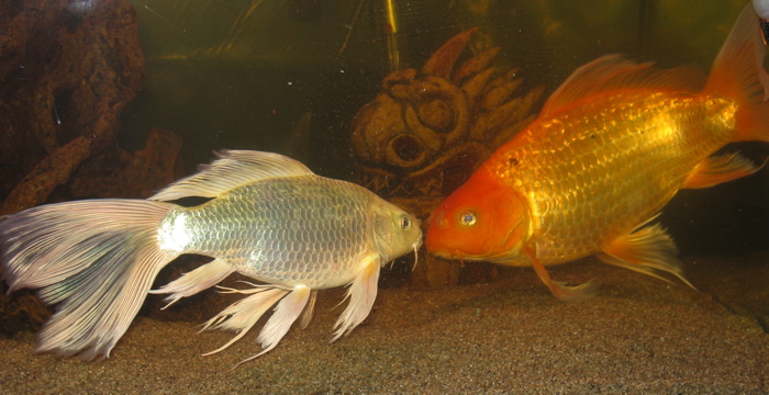 two butterfly koi, very fvriendly, orange is 11 inches from nose to tip of tail.