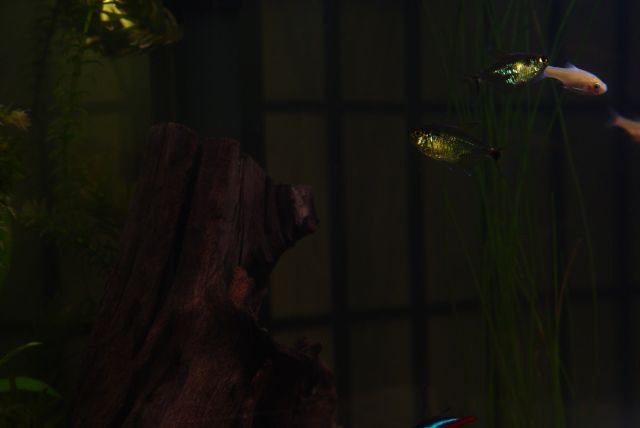 Two of my Hemigrammus ocellifers, Head-and-Tail-Light Tetras.  The light behind me just caught their scales perfectly, and you can see how irridescent