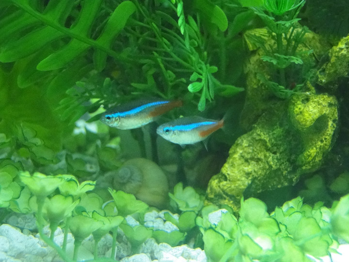 Two of my three neon tetras, who are named Winkin, Blinkin, and Nod from the Shel Silverstein poem.