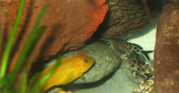 Two synodontis petricola ganging up to see if they can evict a female Metriaclima msobo magunga from the prized cave territory. They didn't win in the