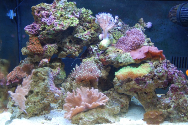 Two weeks with coral