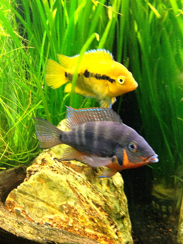 Unusual friendship, barely leave each other until feeding when the firemouth eats everything and guards all the food.