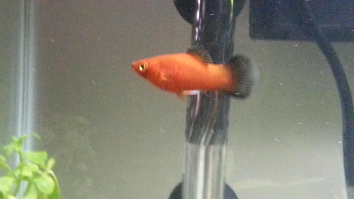 Up close on Ginny Weasley (Red Wag Platy)