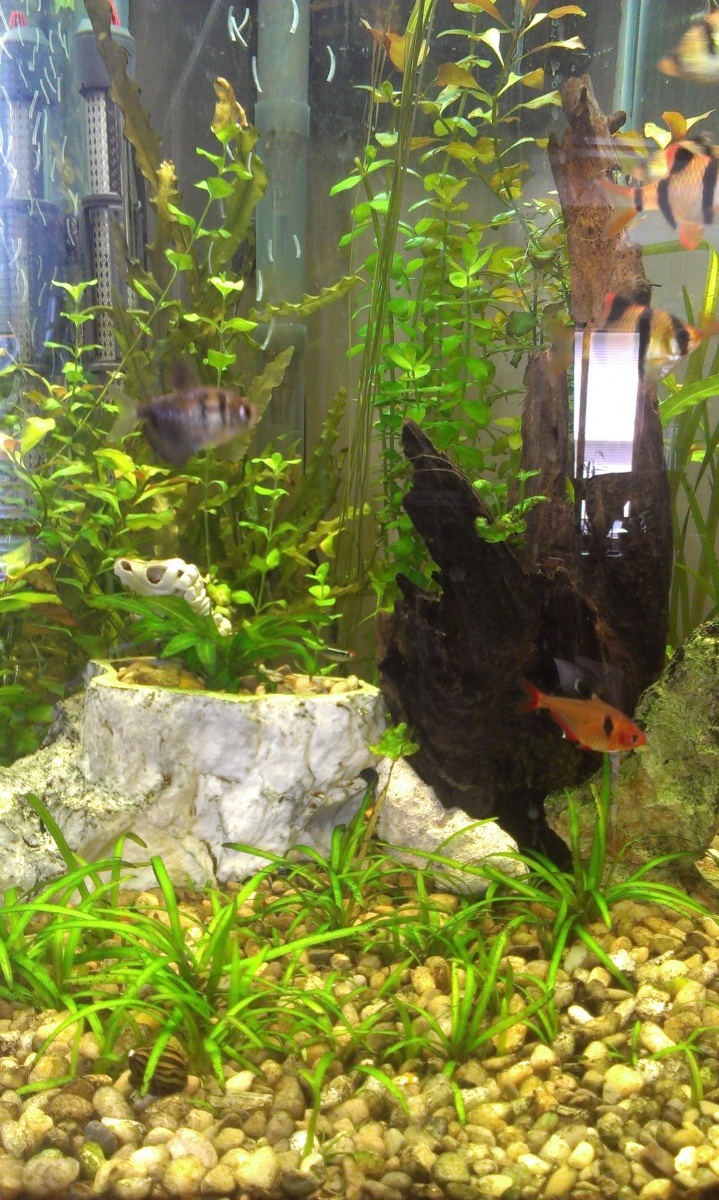 Update: Driftwood with new ferns, crazy growth in dwarf sagittaria, moneywort and red ludwiga.