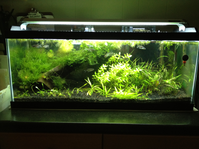 Updated pic from 5/9/13: Bacopa carolinana replaced the Cabomba in the middle of the tank; most of the Crypt wendtii from the front left corner remove