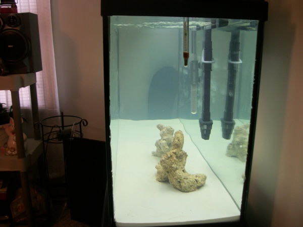 Very first Saltwater tank, less then 24 hrs after beginning this is how it looks.