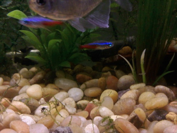 Was trying to get a pic of my neons but my female Diamond tetra couldn't let them be the center of attention!