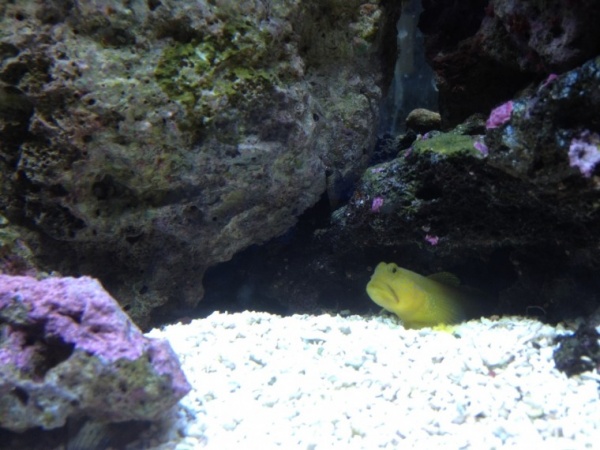 watchman goby peeking out of his cave