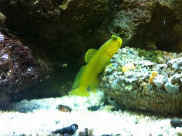 watchman goby perched on his favorite rock again