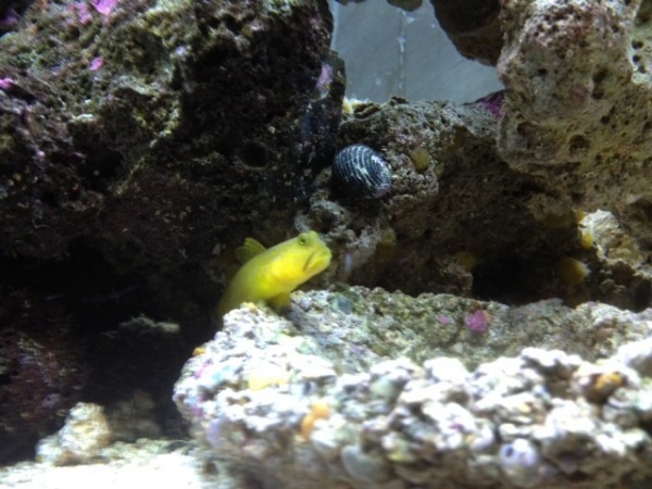 watchman goby perched on his favorite rock
