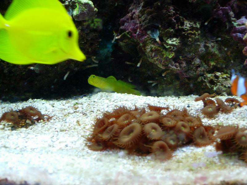 Watchman Golbie and Yellow tang