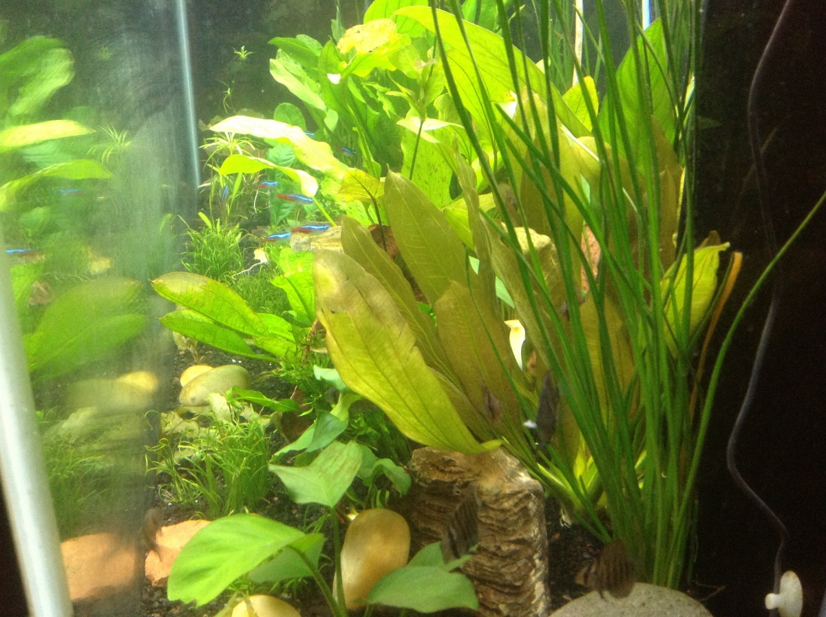 Water onion, anubias and green ozelot swords. I tried to add rocks that compliment the colors of the plants, and give it a sense of scale. This is a s