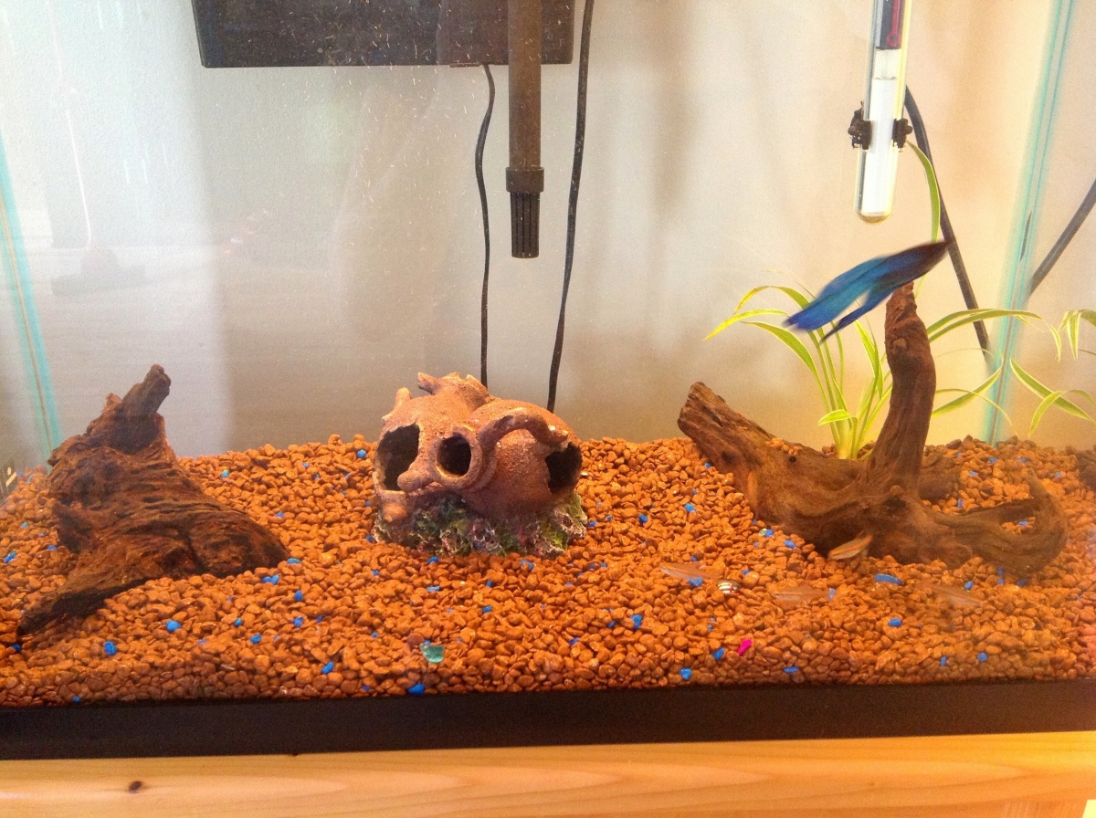 We just need some lowlight plants, my son picked the water bottles as a hiding spot for our fish, we added the second piece of driftwood to see if tha