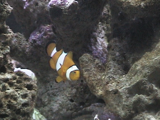 We needed to have a Nemo fish for our children.  Dori is probably next.
