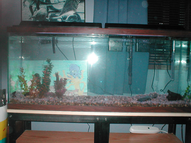 Well, I got the fish all moved.  The only decorations I have are the ones from my 10 gal, but I plan to add a ton.  I put on the old background in the