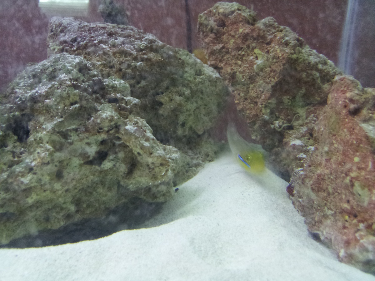 WG and Lawnmower Blenny