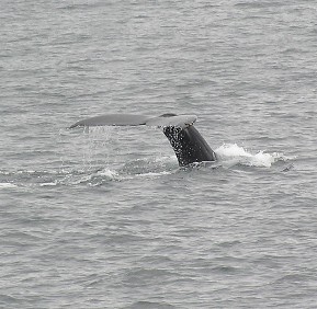 Whale watching is cool!