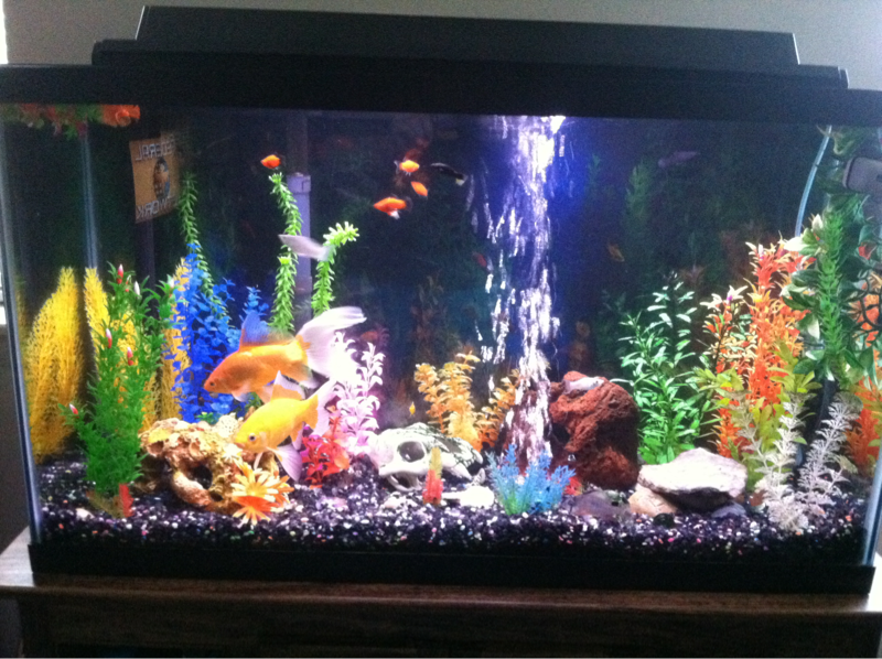 What my aquarium looks like now minus the goldfish.