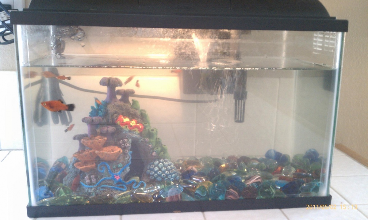 when I first got my tank--Platy & suckerfish; yes, there is more water in it now