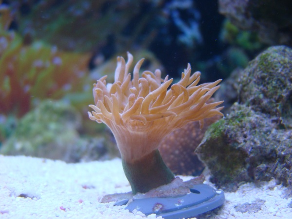 whisker coral