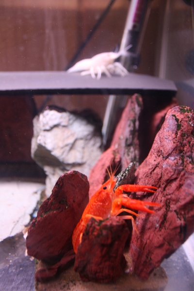 White & Orange Lobster
