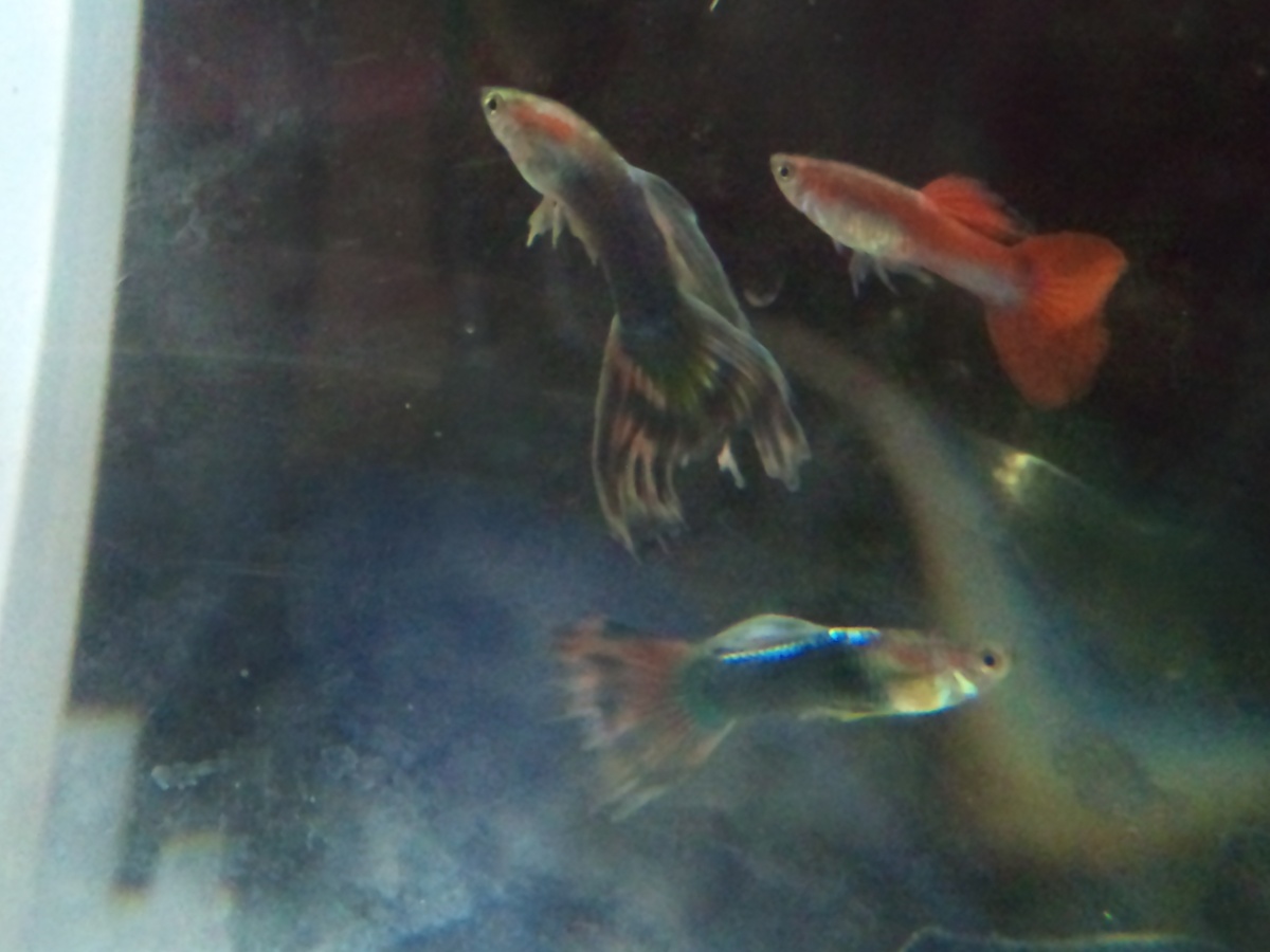 will someone please tell me what kind of guppies these might be. I got them in a grab bag at my lfs.