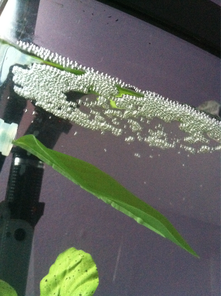 Woke up to my first ever bubble nest!!!  
And my Betta is so brightly colored!!  :)