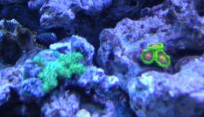 yellow and orange bright zoos 
and my first SPS