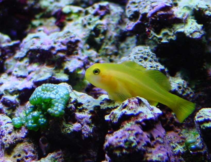Yellow Clown Goby (newest arrival - and the last fish in the stocking plan!)