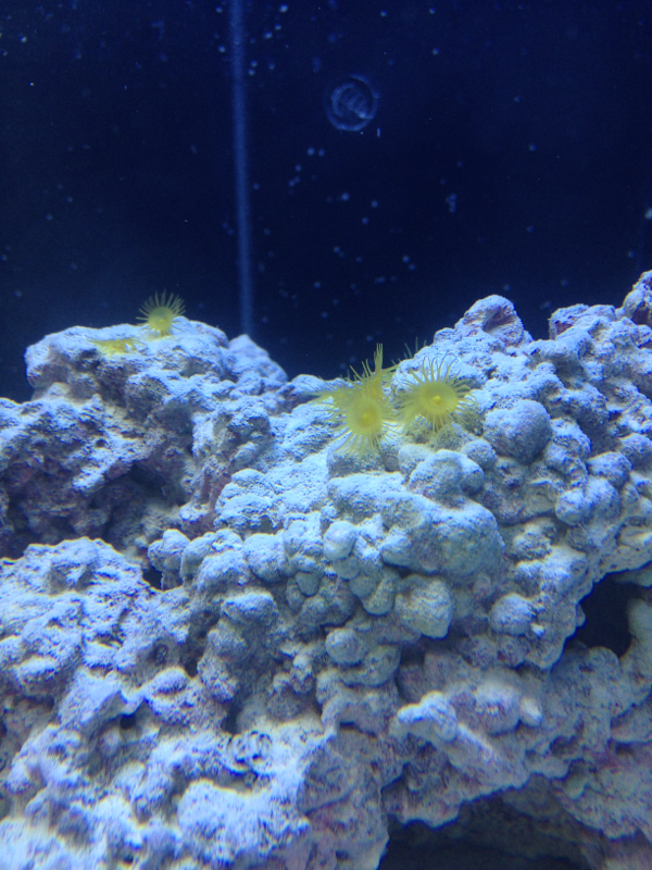 Yellow colonal polyps