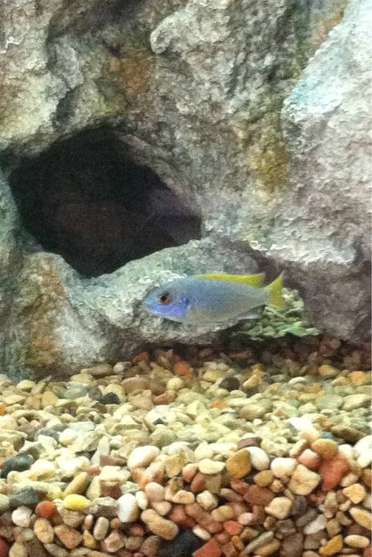 Yellow tail acei