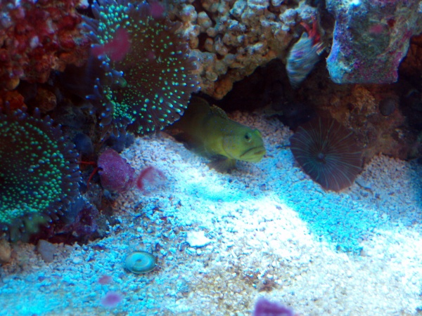 Yellow Watchman Goby hanging out