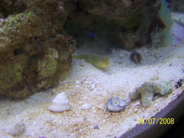 Yellow Watchman Goby *R.I.P.*