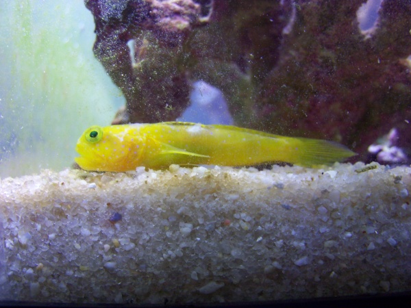 Yellow Watchman Goby (Sick)