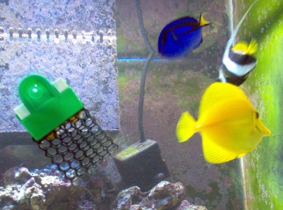 Yet another pic of the tangs and heni butterfly.