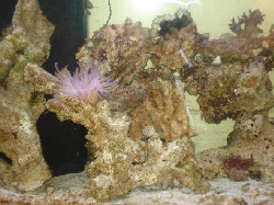you can see the fox coral and the devils hand at the top too