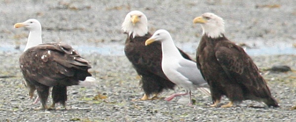 You have your bald eagles, a kittiwake, and what I call a Seagle