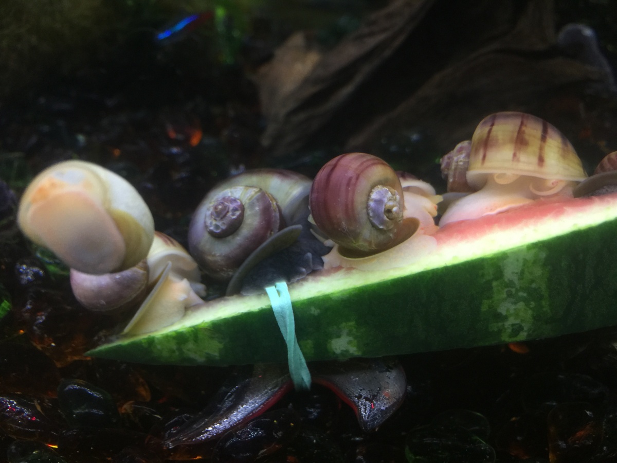 Young purple mystery snails enjoying some watermelon.