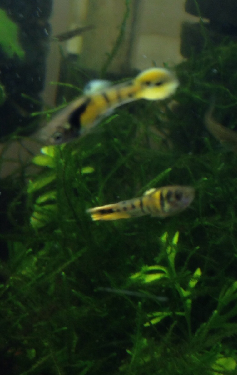 Young Tiger Endlers