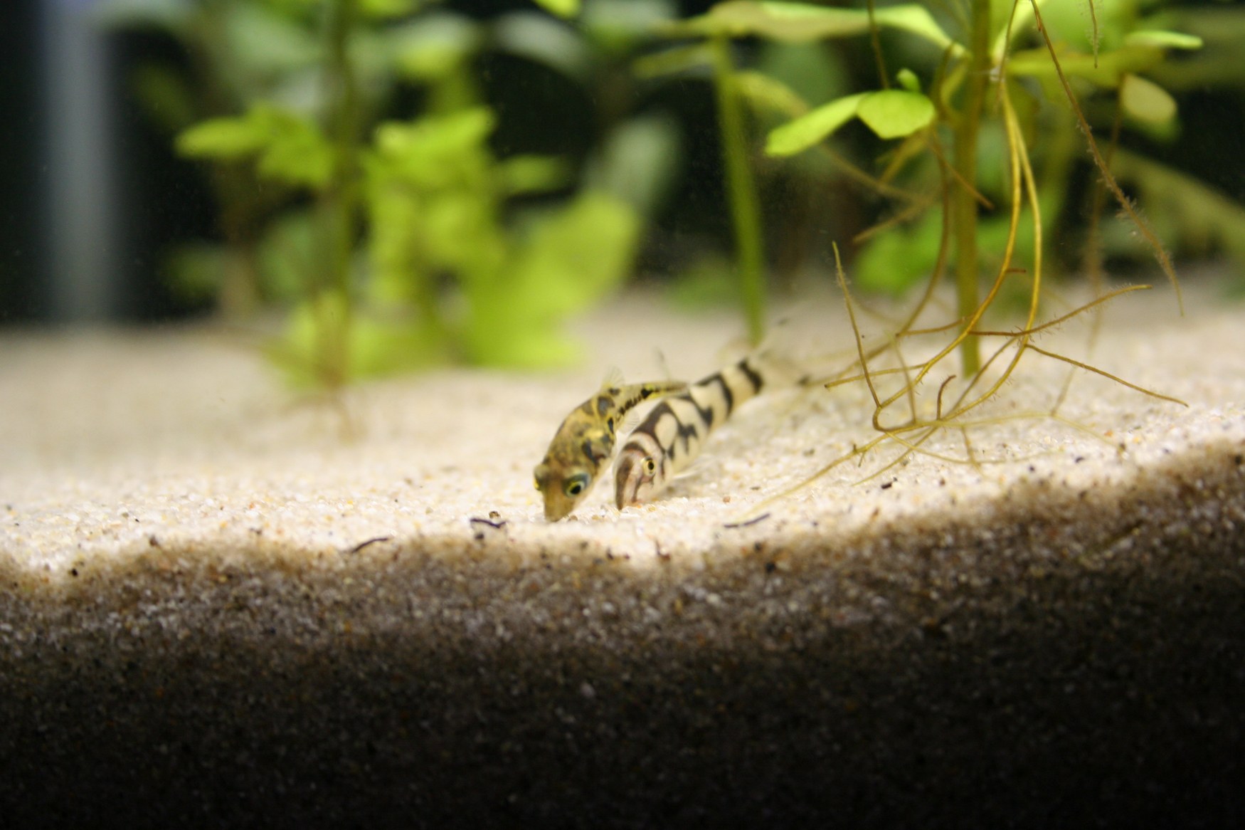 yoyo loach and dwarf puffer working together to find the sacred contact