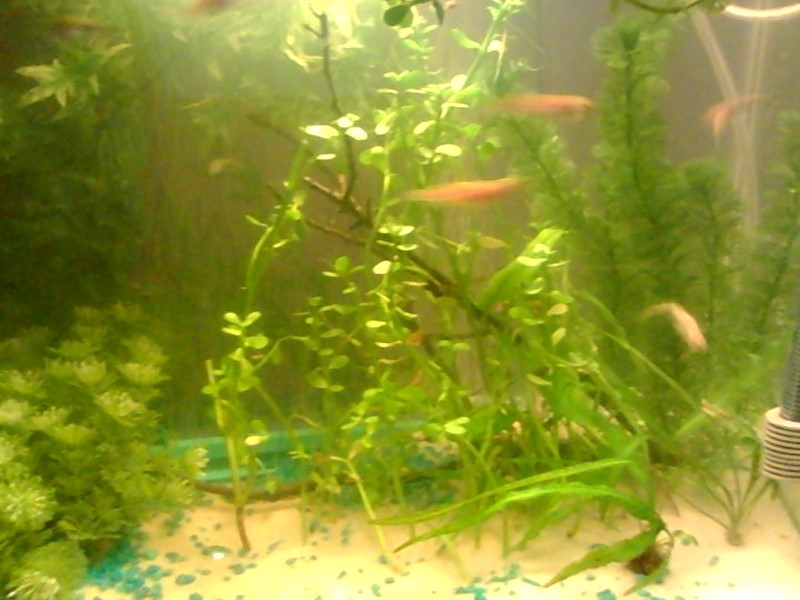 zebra danios both gold and black types. sorry they are fast that's why pics are blurry