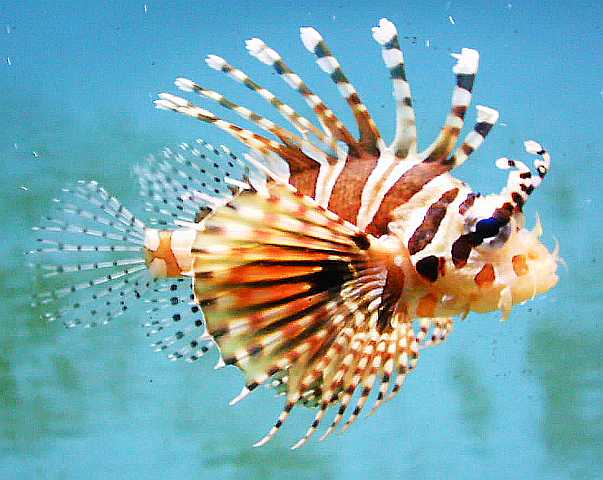 Zebra Lionfish 5" (Dendrochirus zebra)