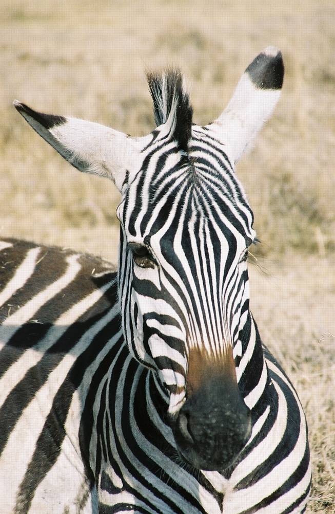 zebra med