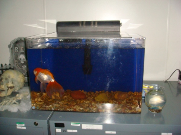 Zeus and his aquarium with Lucky near by in his bowl.