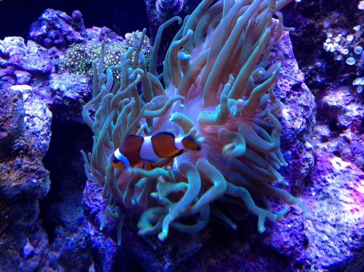 ZIG my Clown in the anemone