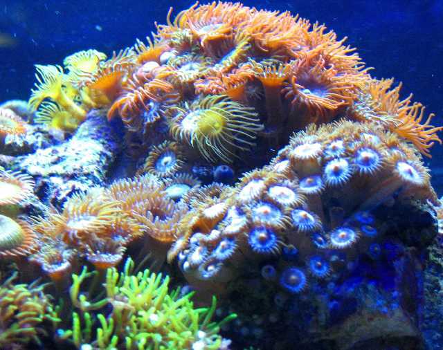 zoos and polyps