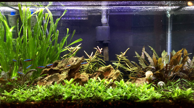 My 40 gallon breeder needs a trim and more fish : r/PlantedTank