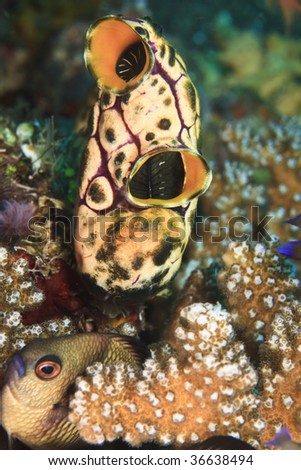 stock-photo-sea-squirt-on-coral-reef-with-damel-fish-hiding-by-it-s-side-36638494.jpg